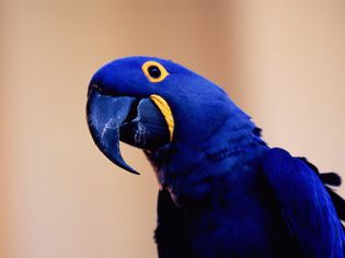 Hyacinth Macaw
