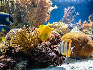 fish swimming in an aquarium with algae in the background