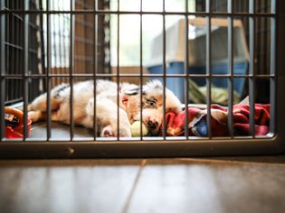 dog in a crate