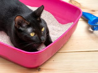cat litter box