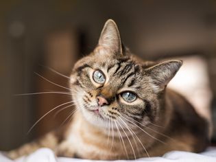Tabby cat