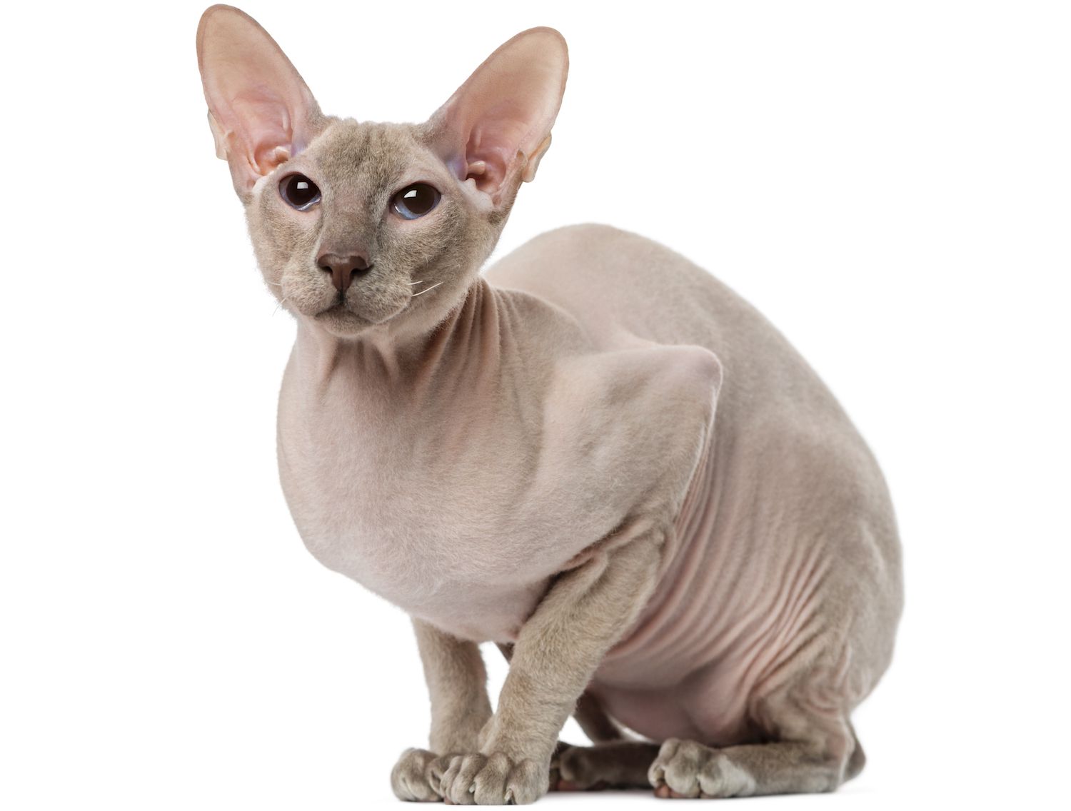 peterbald cat