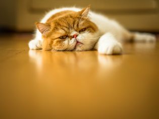 tired cat
