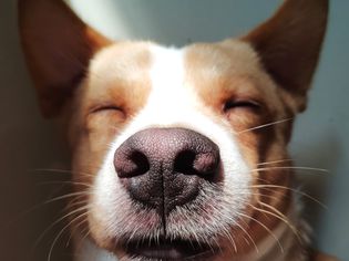 A closeup view of the nose and whiskers of a tan and white dog with eyes closed. 