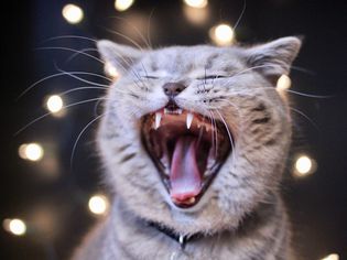 Open mouth cat
