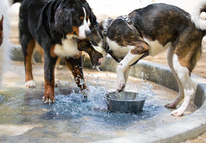 dogs playing with water bowl