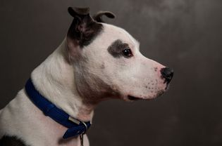 White and brown dog head