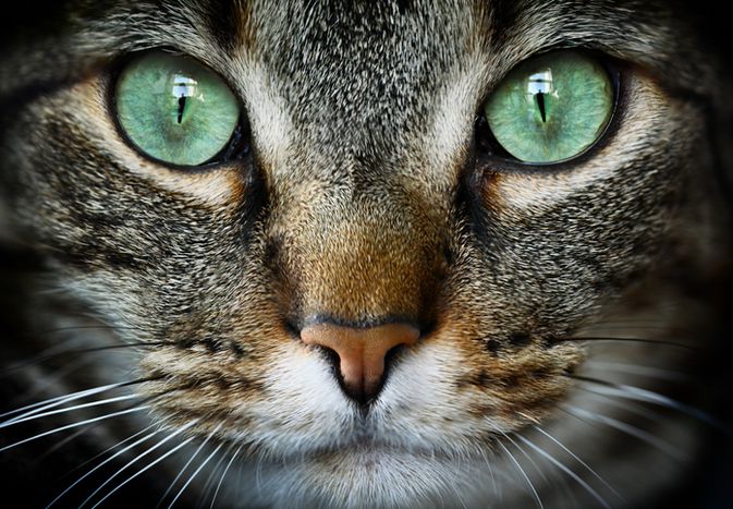 green cat eyes