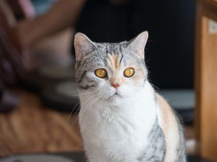 Famous cat names American Wirehair cat