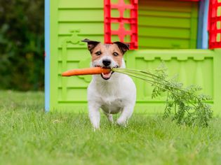 puppy eating carrot