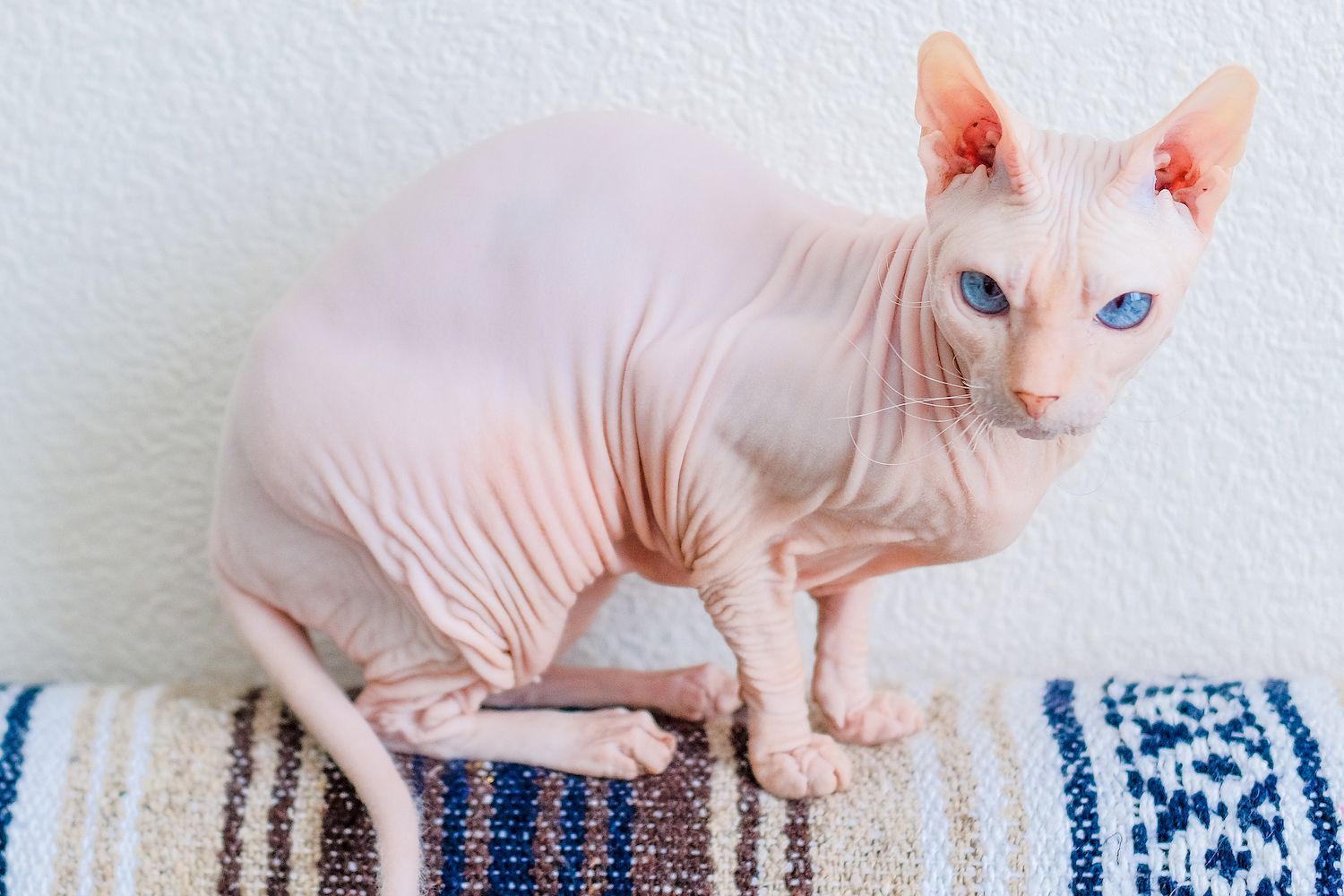 donskoy cat breed on furniture