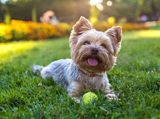 a Yorkshire Terrier sitting on the grass