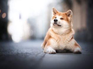 akita dog