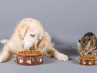 dog and cat eating