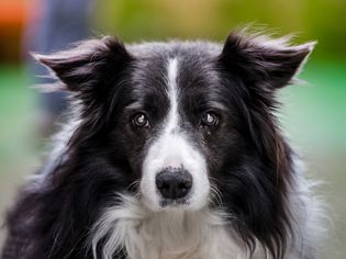 blind dog