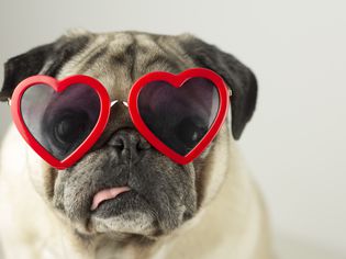 Pug in sunglasses