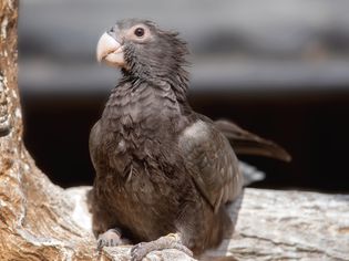 vasa parrot