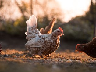 chicken in a field