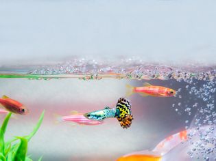 fish swimming in an aquarium tank