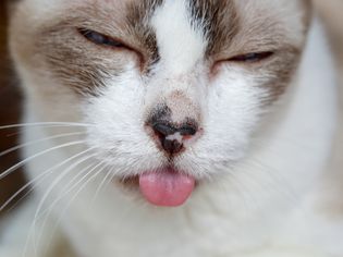 stomatitis in cats