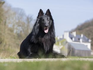 Belgian Sheepdog Groenendael