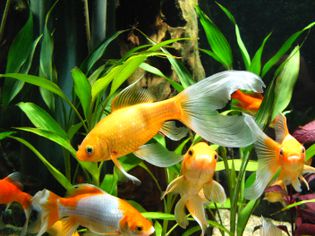 Goldfish in an aquarium
