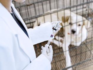 Veterinarian vaccinating a dog against rabies