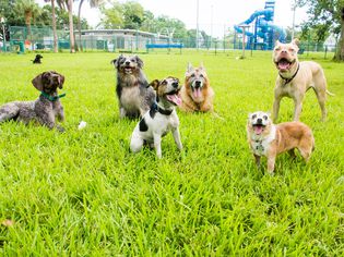 Dogs at a dog park