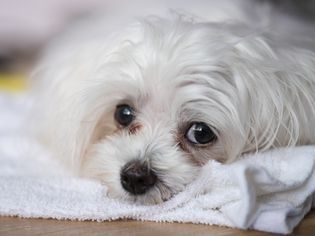 dog with tear stains