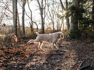 Dog kicking leaves up outside.