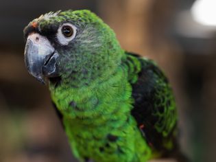 Jardine parrot up close.