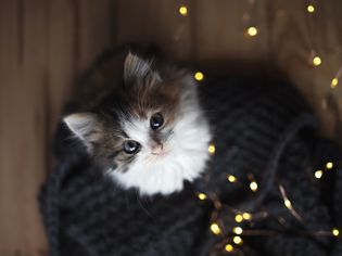 Kitten with magical lights