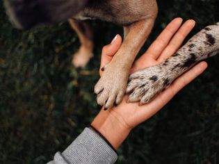 paws on human hand
