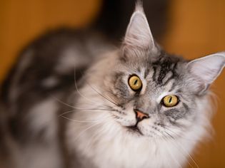 Big Maine Coon cat