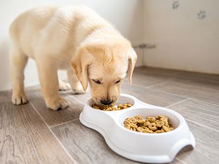 puppy eating
