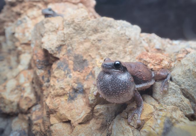 Frog croaking on a rock with an inflated vocal sac.