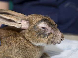 A rabbit with myxomatosis