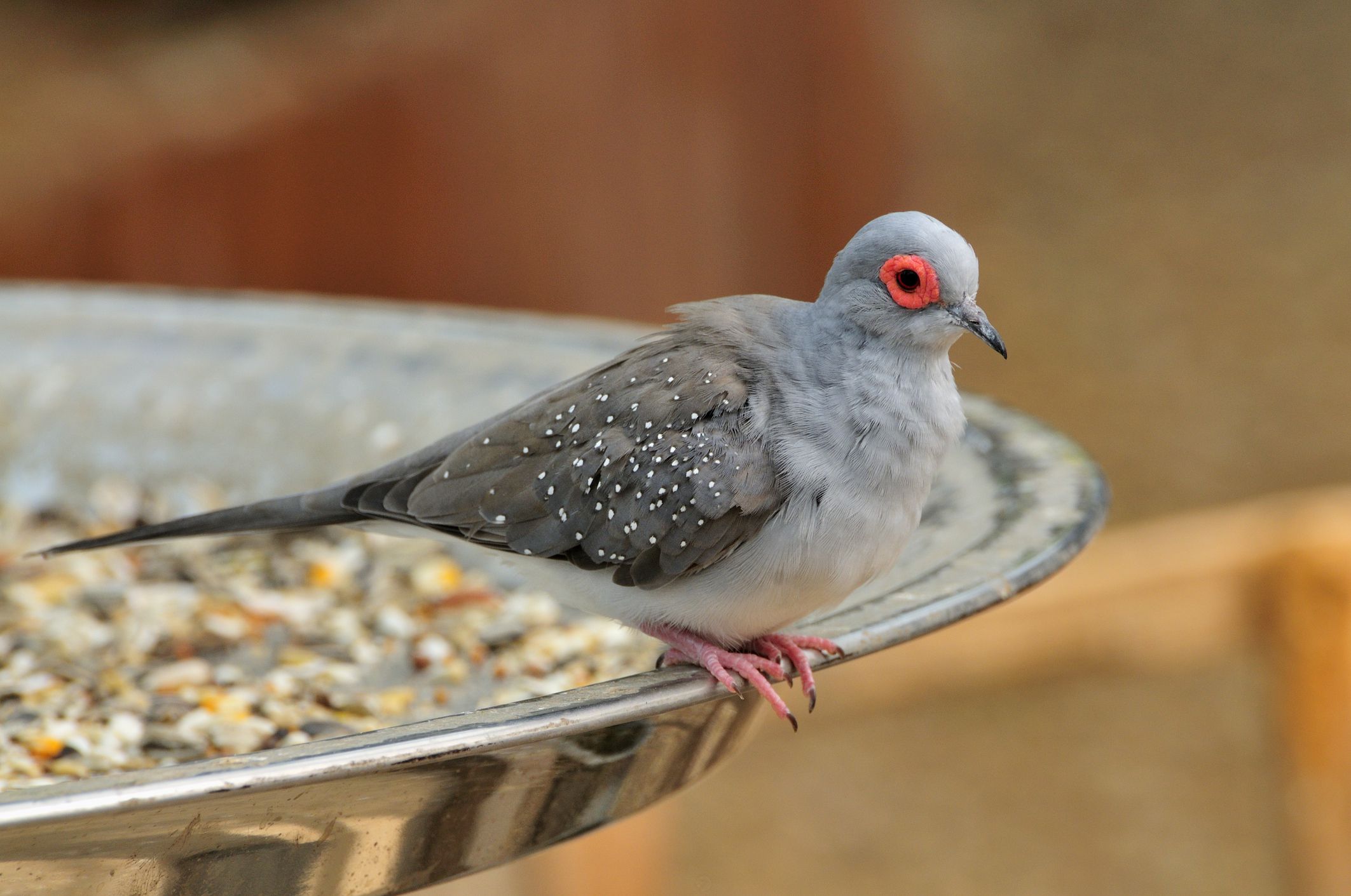pet dove in a food dish