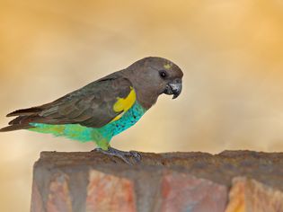 Meyer's Parrot sitting on a rock.