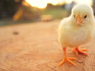 baby chick