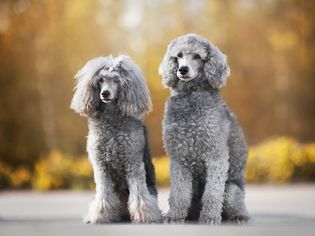 Standard Poodles