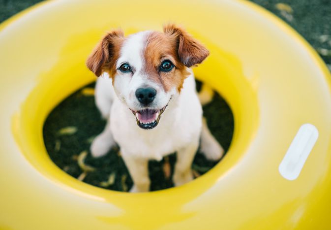 Puppy in summer pool tube