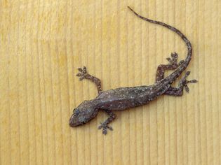 Common house gecko