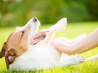 dog getting belly rubs in the sun