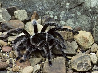 Honduran curly hair tarantula on rocks