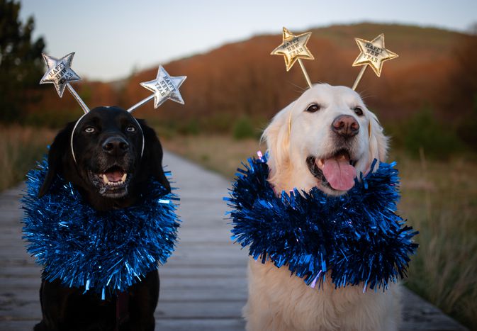 Dog new year 
