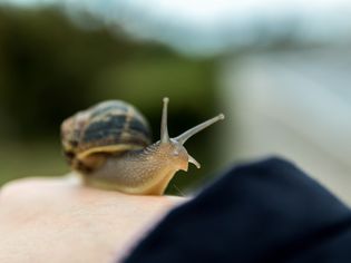 Garden snail