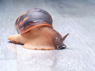 Giant land snail on the floor.