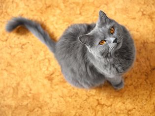 Grey cat