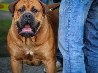 Boerboel dog